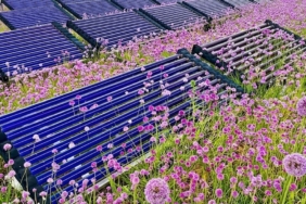 Çatılarda Güneş Enerjisi Panelleri Altında Safran Yetiştiriciliği İki Kat Verim Sağlıyor