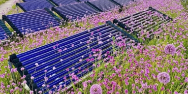 Çatılarda Güneş Enerjisi Panelleri Altında Safran Yetiştiriciliği İki Kat Verim Sağlıyor