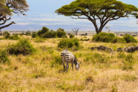 Kenya'da 18 Yıllık Deney Büyük Otçulların Savan Ekosistemindeki Rolünü Kanıtladı