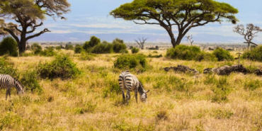 Kenya'da 18 Yıllık Deney Büyük Otçulların Savan Ekosistemindeki Rolünü Kanıtladı
