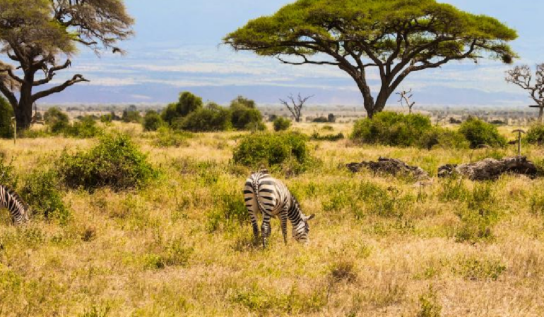 Kenya'da 18 Yıllık Deney Büyük Otçulların Savan Ekosistemindeki Rolünü Kanıtladı