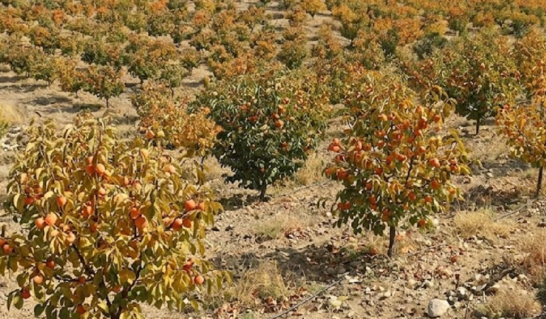 Türkiye'de Üretimi Artan Cennet Hurması Küresel Pazarda Geniş İhracat Ağına Ulaştı
