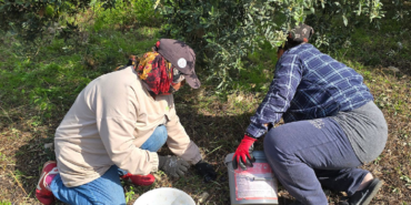 Hatay Samandağ'da Halhalı Zeytini Hasadı Başladı: Bahçede Kilogramı 150 Lirayı Buldu