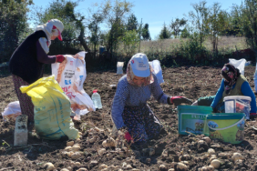 Başçiftlik beyazı patatesinde hasat başladı: 500 dönümden 1,5 ton verim bekleniyor