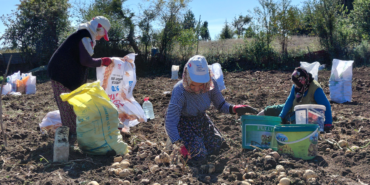Başçiftlik beyazı patatesinde hasat başladı: 500 dönümden 1,5 ton verim bekleniyor