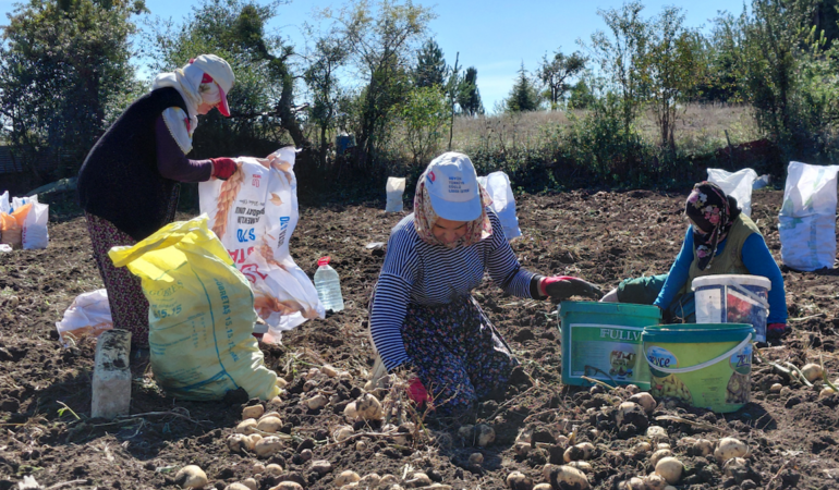 Başçiftlik beyazı patatesinde hasat başladı: 500 dönümden 1,5 ton verim bekleniyor